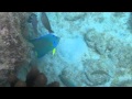 Tobacco Bay - Bermuda - Snorkeling - YouTube