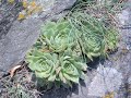Asenovgrad.Asenova fortesse.Relaxation.Oasis. Asenovgrad.Asenova fortesse.Relaxation.Oasis.