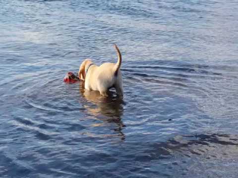 Roxi the Labrador Retriever