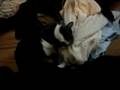 Lily and Adam's Towel