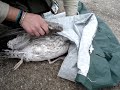 La pesca de la gaviota (by sito@asindegrande.org) La pesca de la gaviota (by sito@asindegrande.org)