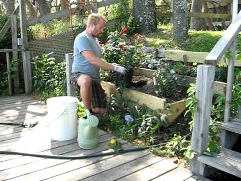 how to transplant knockout rose bushes