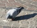 Taube an Sonnige Tag