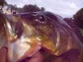 Mr.Absolute Fishing 101