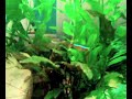 Apistogramma Borellii m&f