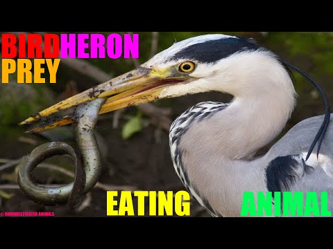 Heron's Difficult Eel Meal... swallowing live prey can be problematic.