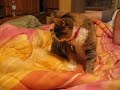 Kitty making biscuits Kitty making biscuits