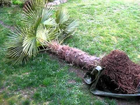 how to remove and replant a palm tree