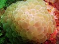 SCUBA Diving in Sabang