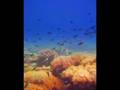 SCUBA Diving in Sabang