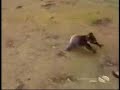 Baby koala chases man