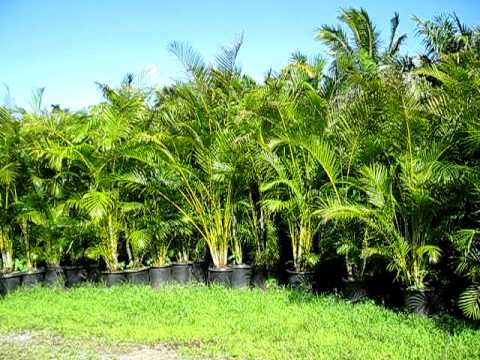 how to transplant areca palm tree