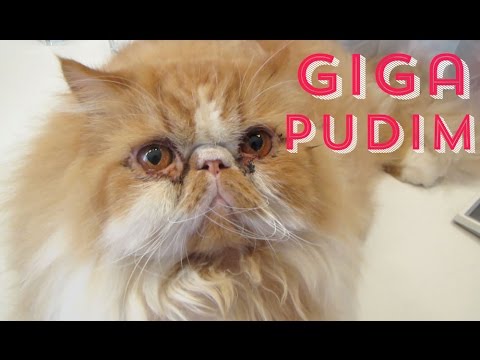 PYONG LEE, GATO PUDIM E ROLHA DE POÇO | VLOG 35