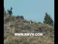 Bobcat, called in and let go