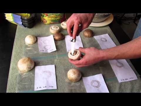 how to grow mushrooms at home from spores