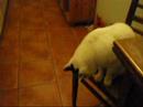 Cat Eating