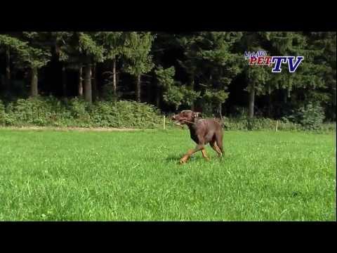 DOBERMANN