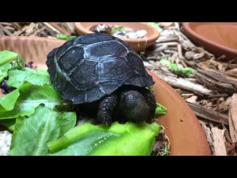 YouTube reptile video