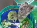 Hamster parents in the office