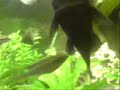 akwarium-akwarystyka.html