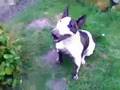 Bull Terrier Miniatura video