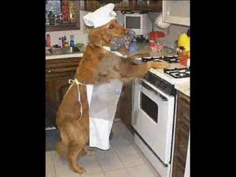 Yet another funny dogs video by FunnyHQ.com