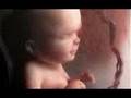 Desarrollo Fetal