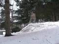 Sherbrooklyn Snowskate 2