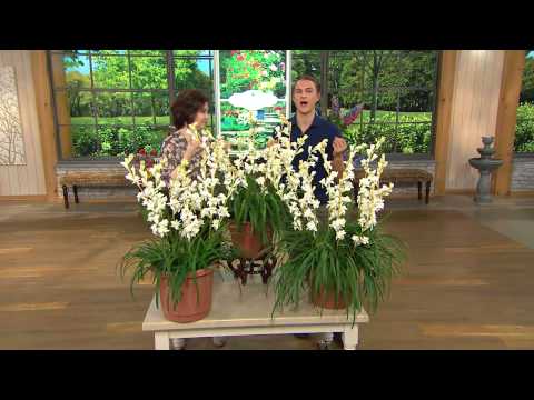 how to fertilize gladiolus