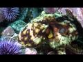 Journey to an Undersea Rainforest