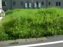 売地 建築条件なし価格：8００万円   面積：２１１．５７㎡（６４坪） 分筆販売所在：須賀川市西川字山寺地内権利：所有権私道負担：無 登記簿：　　現況：宅地接面道路：公道幅員北側６ｍ　　舗装：有用途地域：第１種中高層住居専用地域建ペイ率：６０％　容積率：２００％土地区画整理施行中施設：ガスLP個別　須賀川市上下水道　側溝 東北電力現況：更地　引渡し：即可  ＜仲介＞学区：西袋1小 西袋中不動産のことであなたに何かお困りのことがあれば、何なりとご相談ください。お問合せは下記まで不動産１１０番の家福島県知事（１）２６４９号有限会社不動産リサーチ〒962-0861福島県須賀川市古舘１０６番地１０２号電話：０２４８－７３－０２６８FAX：0248-73-0268D-fax:020-4663-2806担当 吉田: 090-2029-8751http://blog.livedoor.jp/fudousan3/http://blog.livedoor.jp/fudousan3/m/ 携帯専用fudousan3@livedoor.com