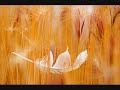 ..Morcheeba - Riverbed