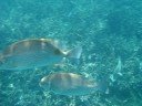 Snorkling in Redang 2