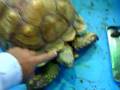 Touching-A-Big-Torto
