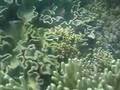 anemonefish