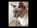 Cat Art Collection by Lar Shackelford - Fine Art Shack