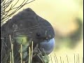 Glossy Black Cockatoo feeding in the wild