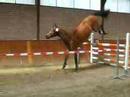 Achmea (v. Mermus R)  ster geworden op de SK in Twello!!