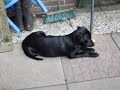 salie is aan het spelen