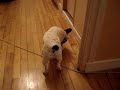 bouledogue français chien mignon bouledogue français chien mignon