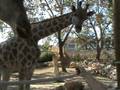 videos de Zoo.girafas