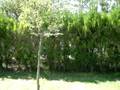 videos de el señor zurullo en el campo