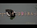 キンクロハジロ鴨・・・危険だろぉ？高画質.mpg
