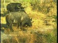 June 5, 2008 WildEarth a.m.Drive #2 injured Cape Buffalo June 5, 2008 WildEarth a.m.Drive #2 injured Cape Buffalo