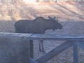 moose