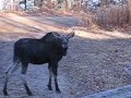 moose