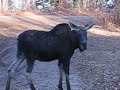 moose