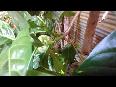 Sony Xperia Z1 video samples