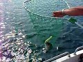 Jersey Bass caught on Patchinko surface lure