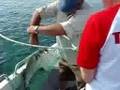 Jersey Bass caught on Patchinko surface lure